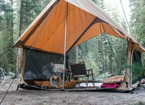 beautiful tent setup for camping in peaceful forest