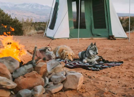 dog relaxing near campfire