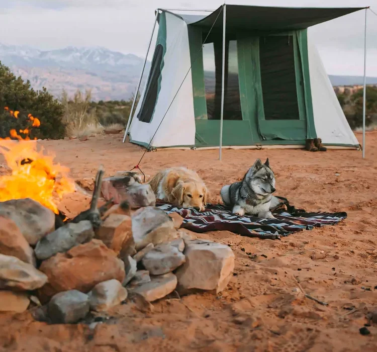 dog relaxing near campfire
