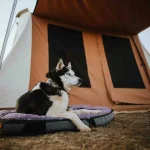 dog enjoying the outdoors on canvas dog bed