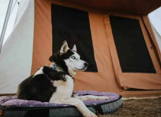 dog enjoying the outdoors on canvas dog bed