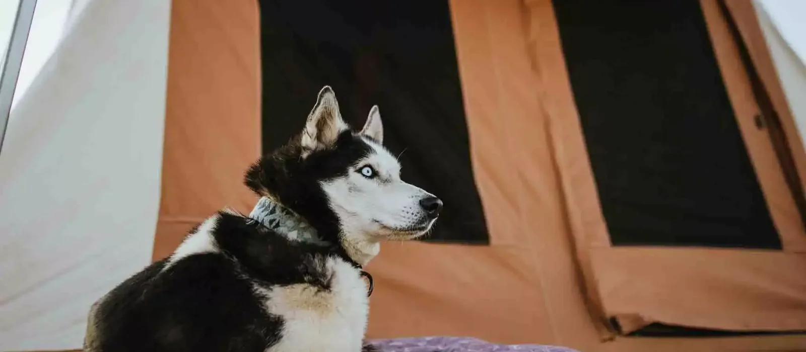 dog enjoying outdoors - relaxing on canvas dog bed