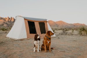 bell tent setup for camping with dogs