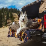 camping with dog in nature