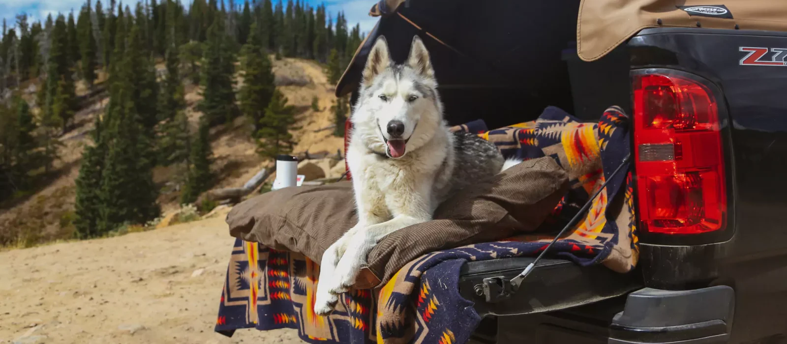 camping with dog in nature
