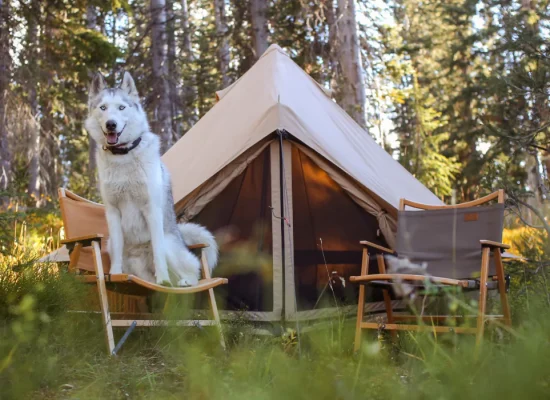 small 2 person tent setup for camping with dog