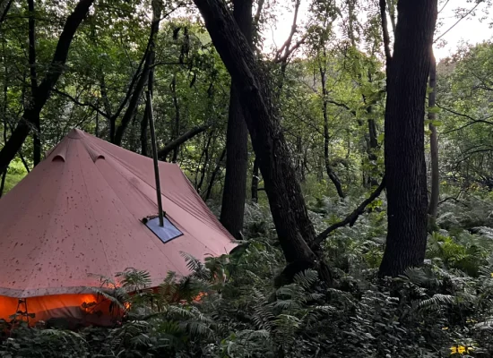 Canvas tent setup for dispersed camping in a dense forest with glowing interior lights