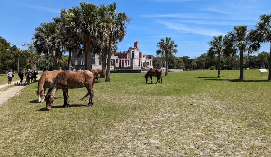 horses in cumberland island national seashore | credit: Cumberland Island National Seashore GMB
