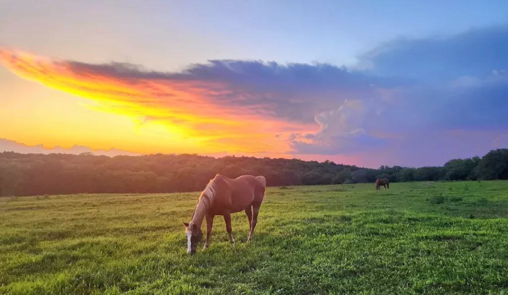 horse eating grass on eugene t mahoney state park | credit: Eugene State Park GMB
