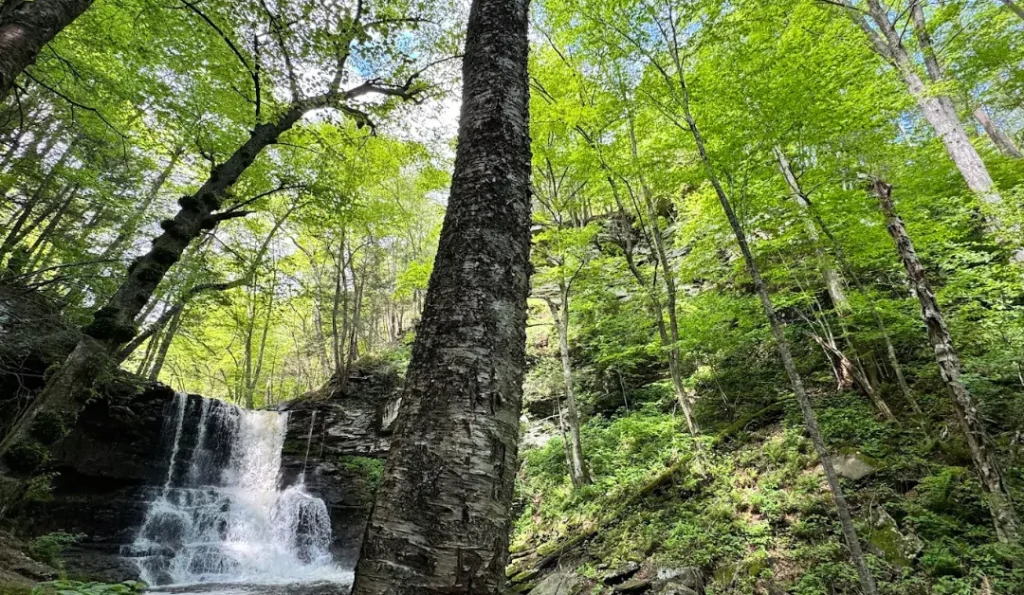 waterfall at ricketts glen state park | credit: Ricketts Glen State Park GMB