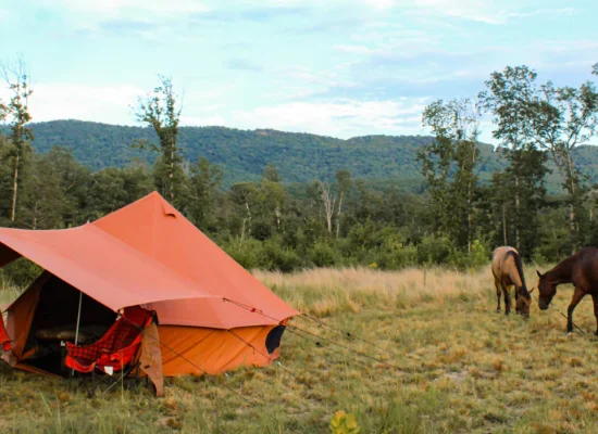 Orange camping tent set up in a grassy meadow with two horses grazing nearby under a clear fall sky.