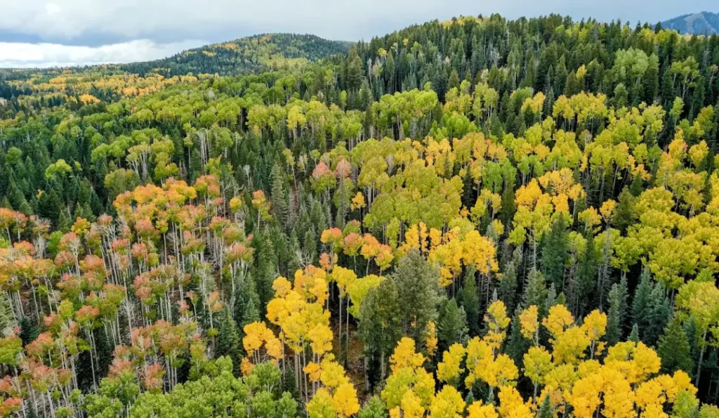 Apache-Sitgreaves National Forest. Credit: Google Business Profile.