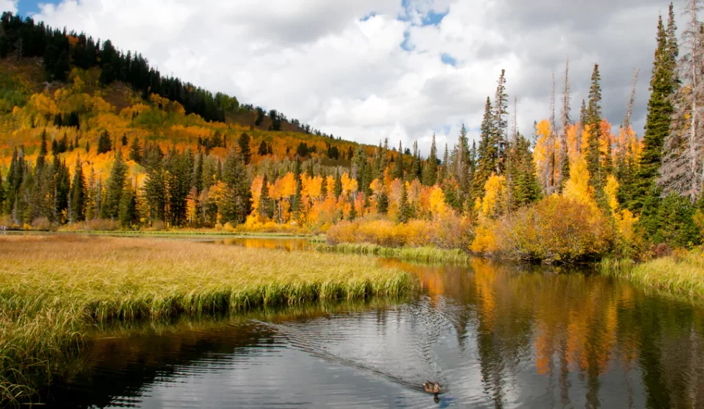 Big Cottonwood Canyon. Credit: Google Business Profile.
