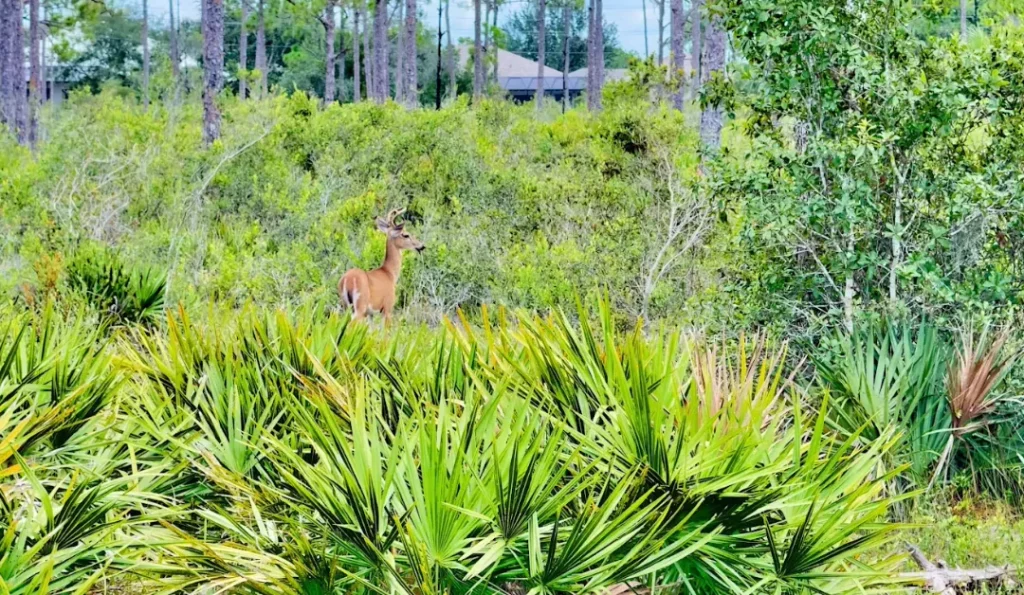 Highlands Hammock State Park. Credit: Google Business Profile
