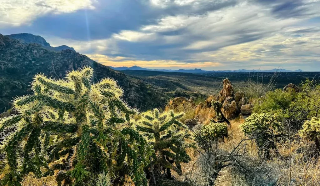 Catalina State Park Arizona. Credit: Google My Business.
