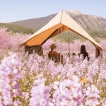 Friends relaxing under a canvas glamping tent surrounded by pink cherry blossoms with mountains in the background
