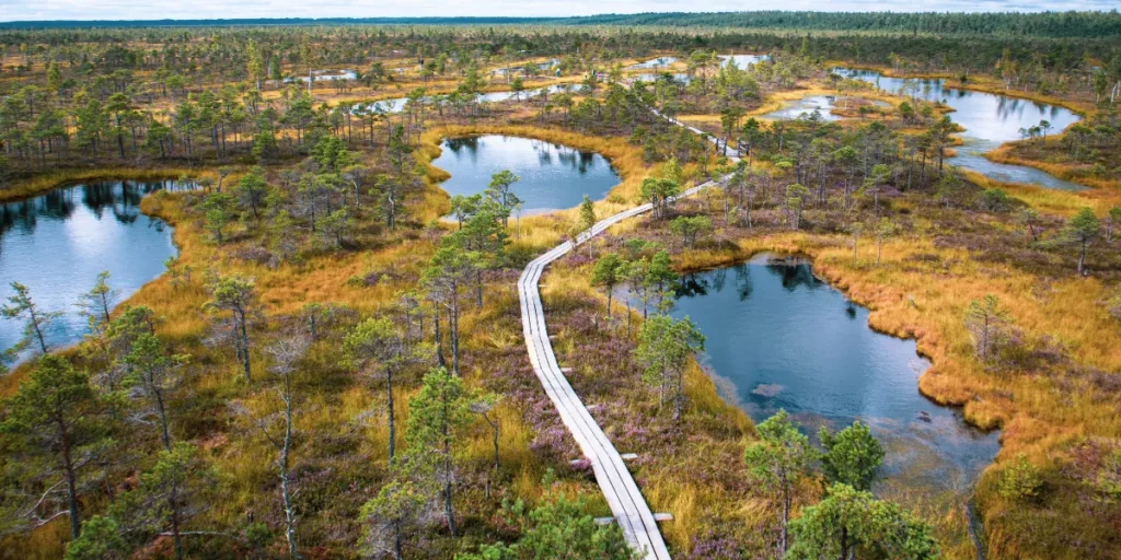 A raised wooden boardwalk winds through the unique bog landscape of Beaver Island, Michigan, passing dark ponds and scattered pine trees under an expansive sky. Credit: Freepik