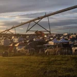 Large campsite at the Gorge during sunset with tents, vehicles, and a long irrigation structure overlooking a crowded camping area.