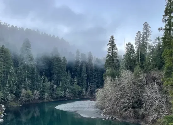 A misty morning view of a turquoise river flowing through a dense redwood forest under a foggy sky in Redwood National Park. Credit: Redwood National Park GMB