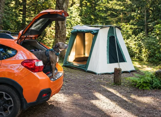 Cabin tent setup for solo camping with a car and dog in the forest